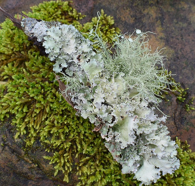长满了苔藓地衣 地衣 共生 - 上的免费照片