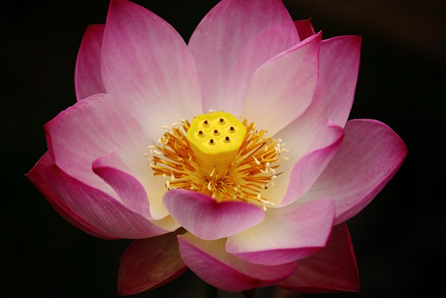 莲花 大清湖 - 上的免费照片