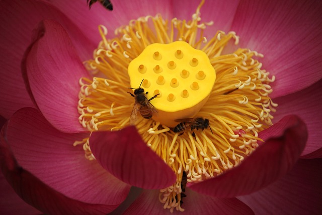 莲花 大清湖 莲花村 - 上的免费照片
