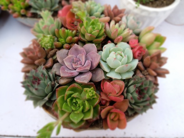 多肉植物 多肉盆景 - 上的免费照片