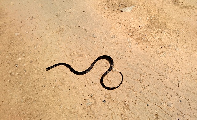 阿穆尔河 Ratsnake 蛇幼林 蛇 - 上的免费照片