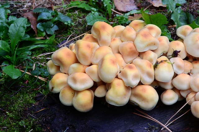 蘑菇 子枢纽 橙色的海绵 - 上的免费照片