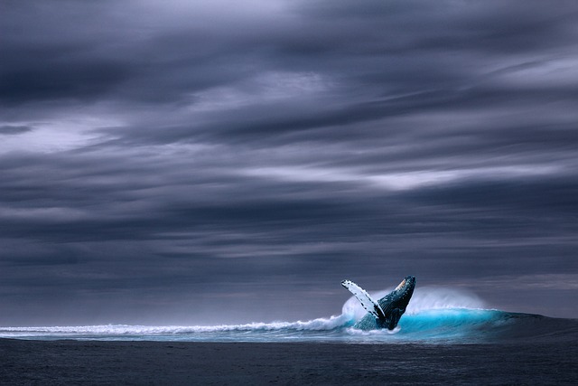 海洋 蓝鲸 海 - 上的免费照片