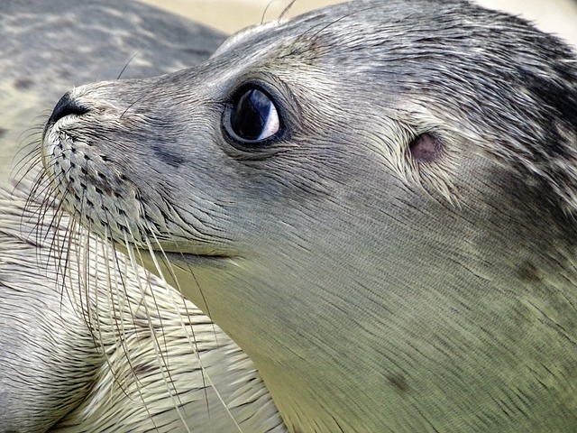 海豹 今 哺乳动物 - 上的免费照片