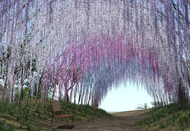 Steria 紫藤 紫藤花 - 上的免费图片
