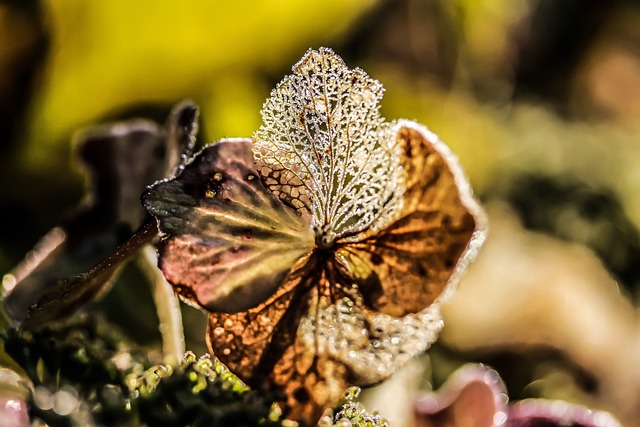 绣球花 碎花 秋季 - 上的免费照片