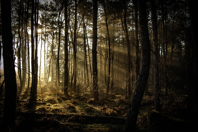 阳光 森林 自然 - 上的免费照片