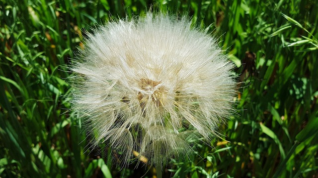 蒲公英 蒲公英水果 蒲公英植物 - 上的免费照片