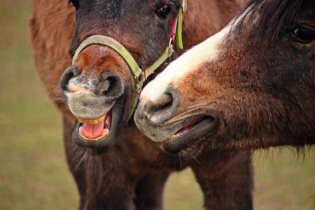 马 嘴 马枪口 - 上的免费照片