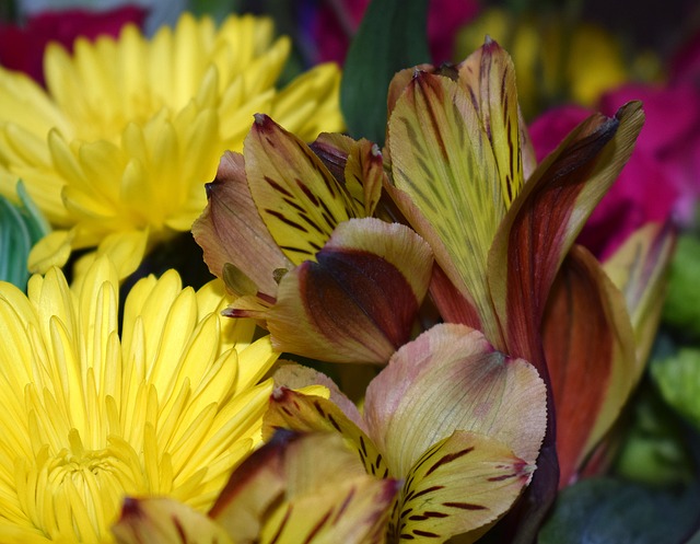 Alstroemeria 秘鲁百合 菊花 - 上的免费照片