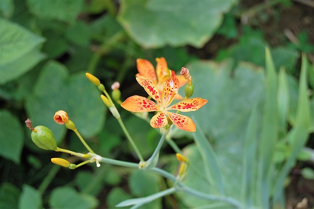 Angínovník 花 植物 - 上的免费照片