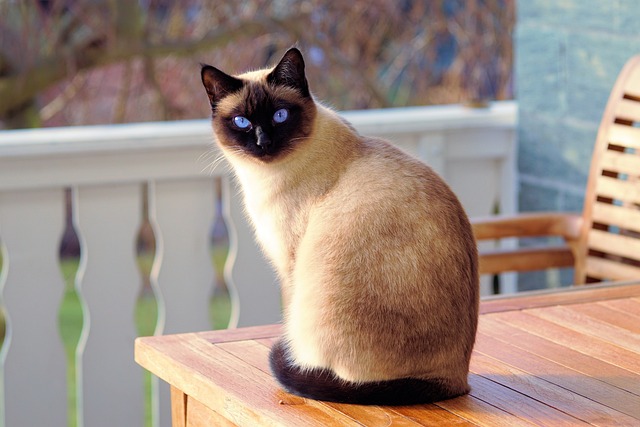猫 暹罗猫 毛皮 - 上的免费照片