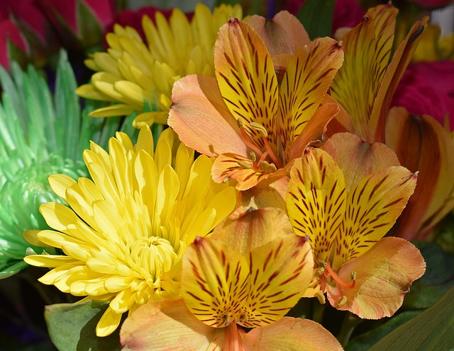 Alstroemeria 秘鲁百合 菊花 - 上的免费照片