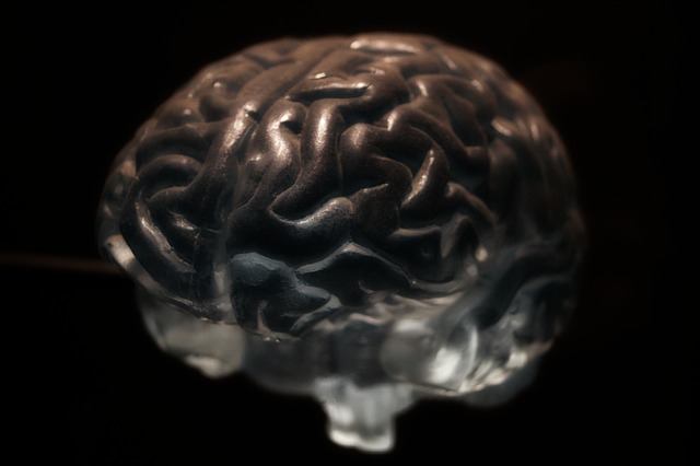 脑 解剖 神经元 - 上的免费照片