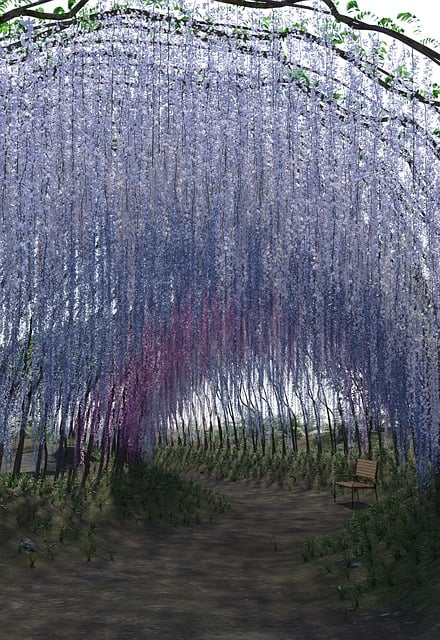 Steria 紫藤 紫藤花 - 上的免费图片