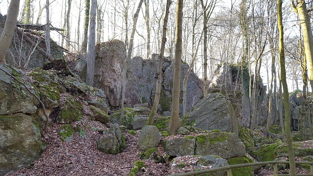 森林 自然 景观 - 上的免费照片