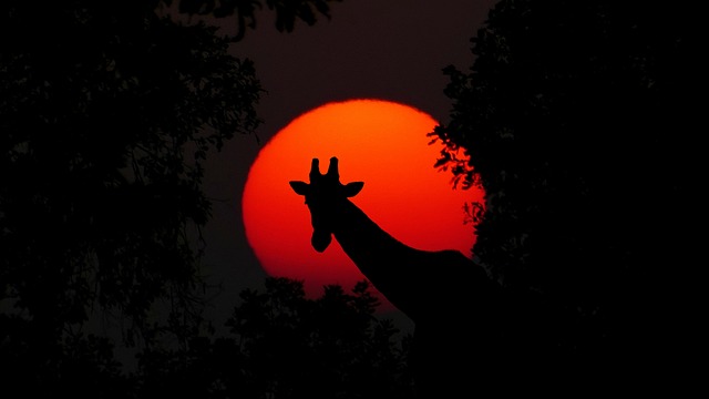 长颈鹿 动物 非洲 - 上的免费照片