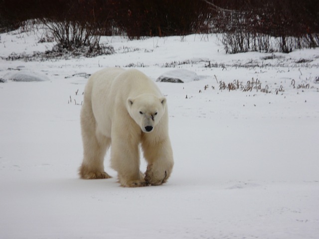 北极熊 丘吉尔 加拿大 - 上的免费照片