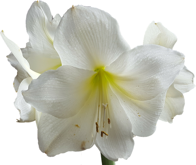 孤挺花 白色的 花卉 - 上的免费图片