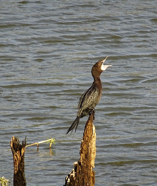 鸟 水鸟 小鸬鹚 - 上的免费照片