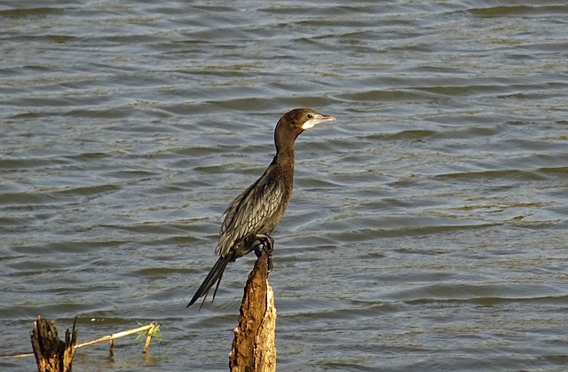 鸟 水鸟 小鸬鹚 - 上的免费照片