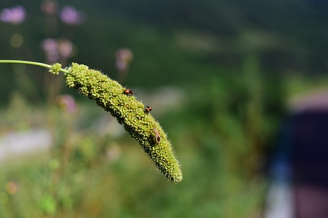 草 昆虫 狐尾 - 上的免费照片