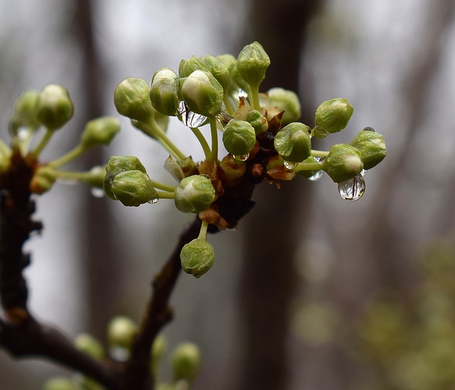 雨湿樱花芽 露出雪白 即将开放 - 上的免费照片