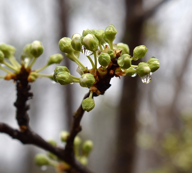 雨湿樱花芽 露出雪白 即将开放 - 上的免费照片