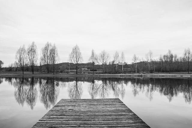 黑和白 单色 网络 - 上的免费照片