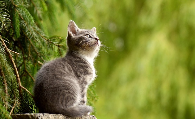 猫 年轻的动物 小猫 - 上的免费照片