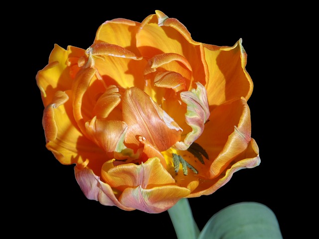 鹦鹉郁金香 橙色的 明亮的 - 上的免费图片