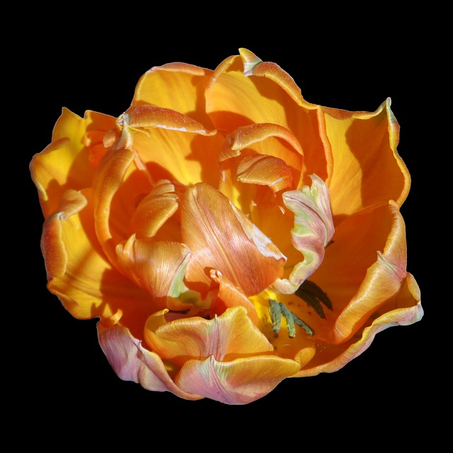 鹦鹉郁金香 橙色的 明亮的 - 上的免费图片