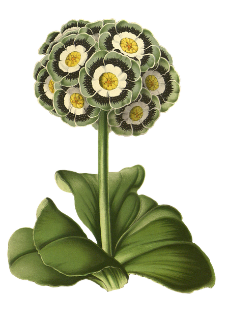 报春花 花 植物 - 上的免费图片