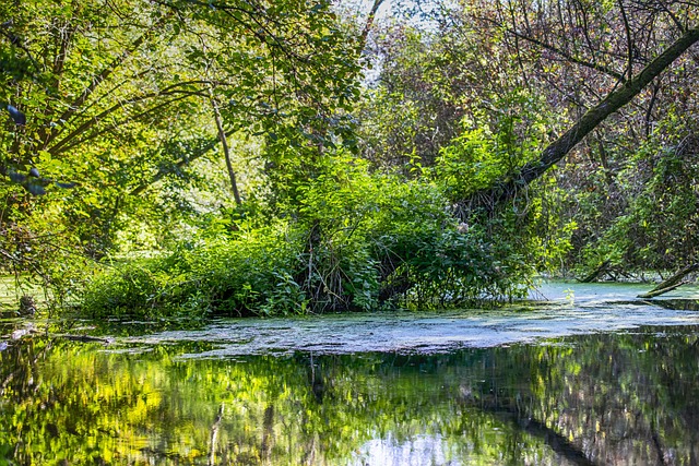 沼泽 泊 春天 - 上的免费照片