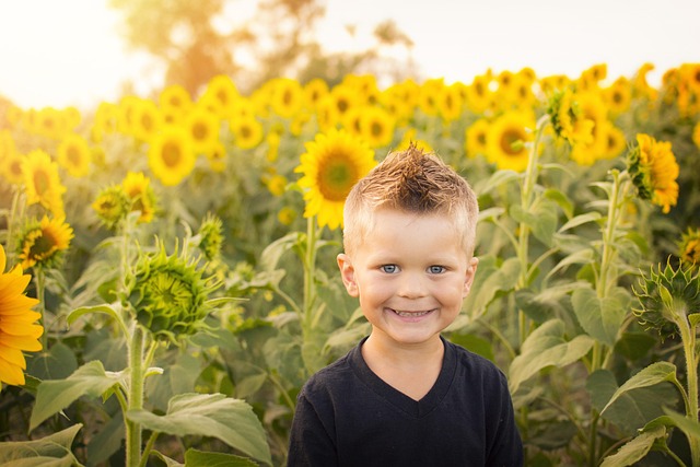 小男孩 向日葵的字段 向日葵 - 上的免费照片