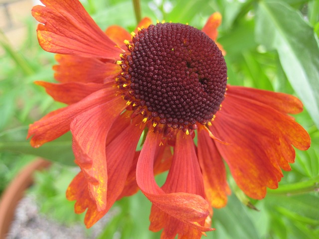 Sneezeweed 土木香美莫尔海姆 花 - 上的免费照片
