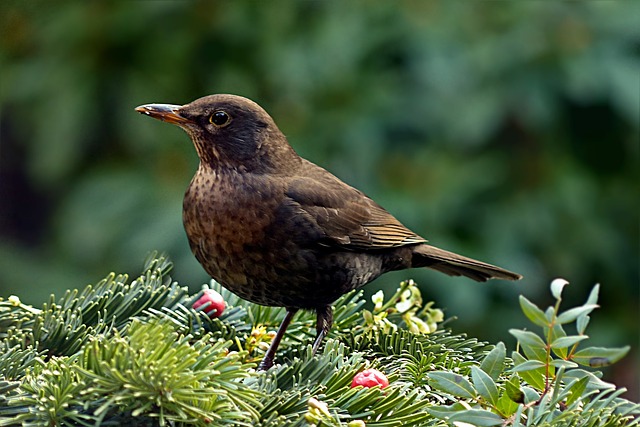 鸟 节气门 Turdus Philomelos - 上的免费照片