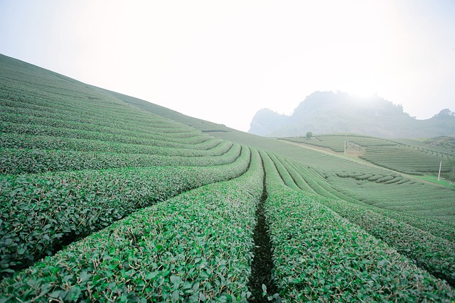 莫克洲茶Doi Moc洲山 Moc洲 - - 上的免费照片