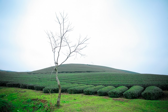 莫克洲茶Doi Moc洲山 Moc洲 - - 上的免费照片
