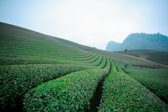 莫克洲茶Doi Moc洲山 Moc洲，山萝 - 上的免费照片