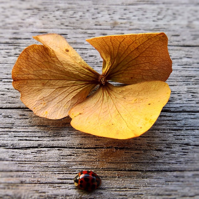 瓢虫 昆虫 红配黑点 - 上的免费照片