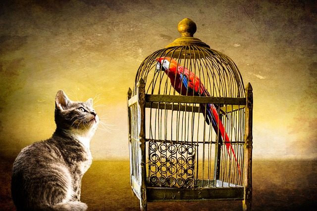 动物 猫 鸟 - 上的免费照片
