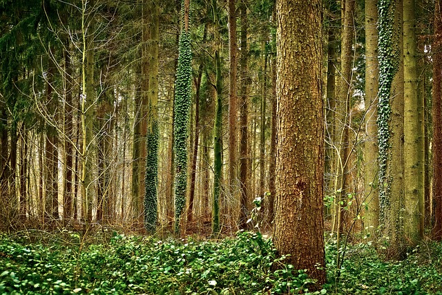 森林 树木 自然 - 上的免费照片