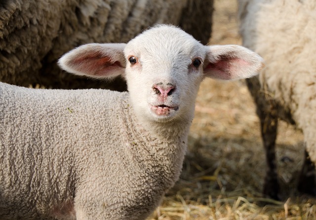 羊肉 逾越节 羊 - 上的免费照片