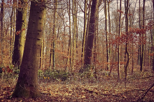 森林 树木 自然 - 上的免费照片