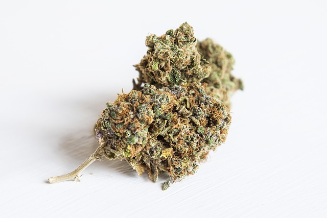 杂草 恒河 大麻 - 上的免费照片