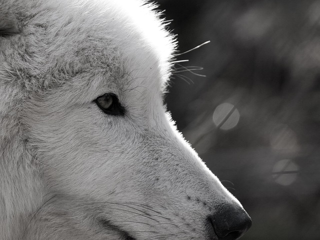 狼 Polarwolf 野生动物 - 上的免费照片