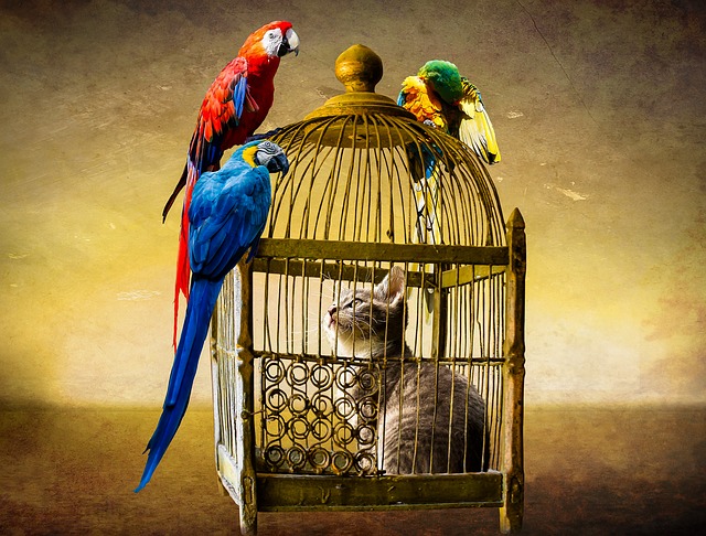 动物 猫 鸟 - 上的免费图片