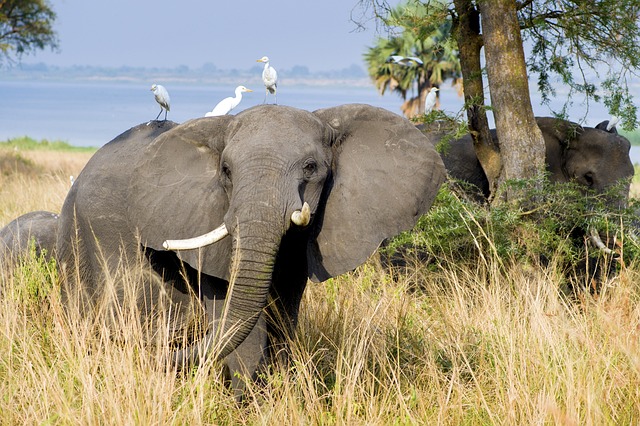 大象 默奇森国家公园 乌干达 - 上的免费照片