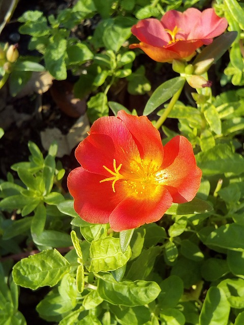 先生起床晚 开花马齿苋 花 - 上的免费照片